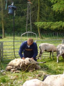 Martin Reitsma op de schaapscheerderdag aan het schapen scheren uit de kudde van Hilde Groen