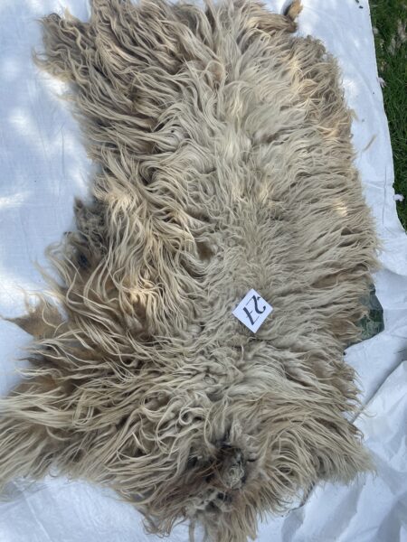 zelf vacht vilten schapen wol