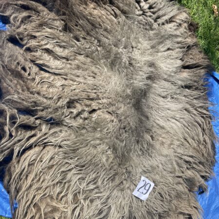 V-29  grijsbruine grote schoonebeeker