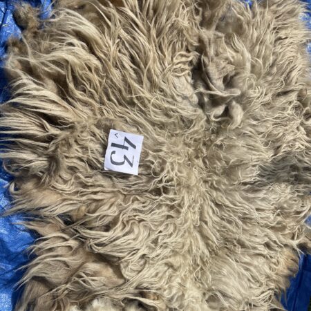 V-43 grote witte schoonebeeker met lange lokken