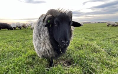 winterschapen