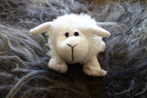 een lief schaapje gemaakt van ecologische Merinowol, bestellen bij vachtvilten.nl