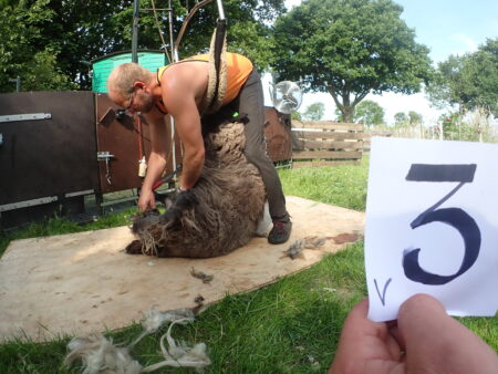 V-3.  bruin vachtje met alleen lokken aan de zijkant. - Afbeelding 3