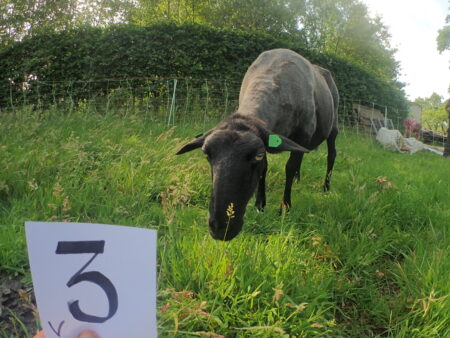 V-3.  bruin vachtje met alleen lokken aan de zijkant. - Afbeelding 4