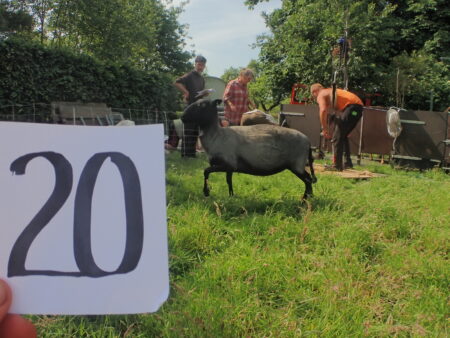 V-20  Prachtig dik en lokkig donker drents heideschaapvachtje - Afbeelding 2
