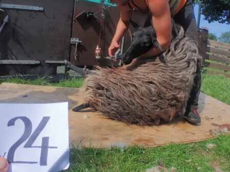 V-24  langharige bruin/grijs/zwarte schoonebeeker - Afbeelding 4