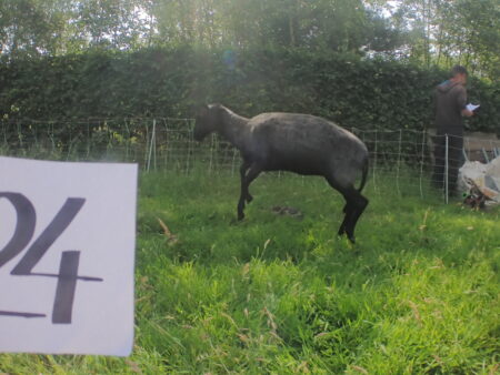 V-24  langharige bruin/grijs/zwarte schoonebeeker - Afbeelding 5